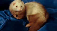 Dlaczego fretki zapach nieprzyjemnych, jak pozbyć się zapachu